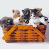 Little kittens